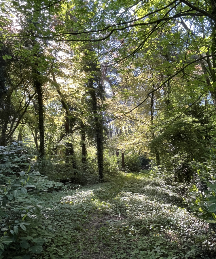 Natuurhuisje in het bos