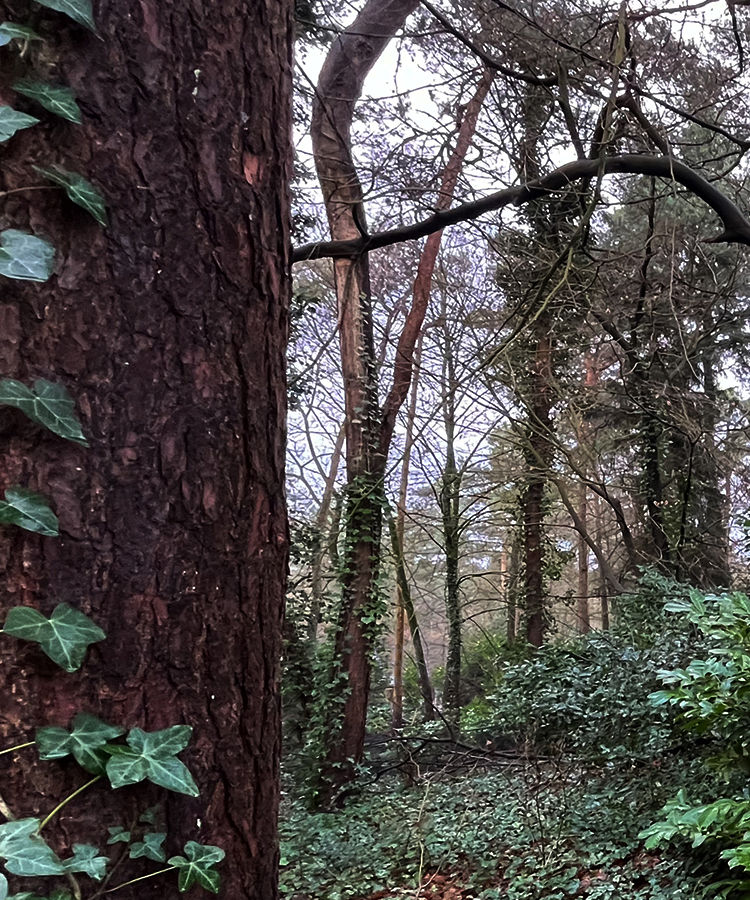 Natuurhuisje in het bos