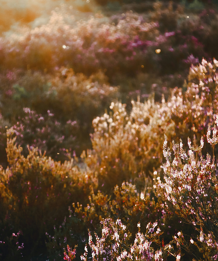 Natuurhuisje in het bos