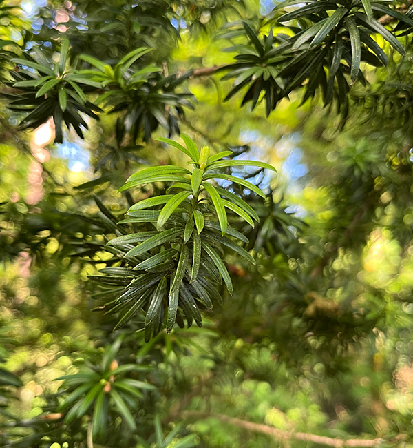 Natuurhuisje in het bos