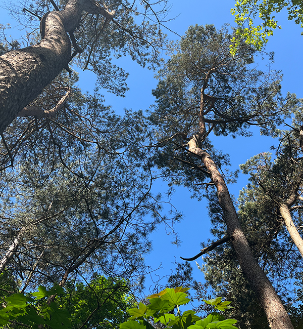 Natuurhuisje in het bos