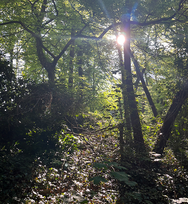 Natuurhuisje in het bos