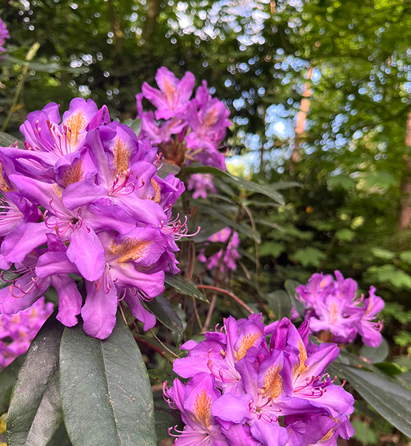 Natuurhuisje in het bos
