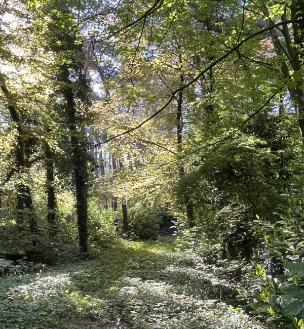 Natuurhuisje in het bos