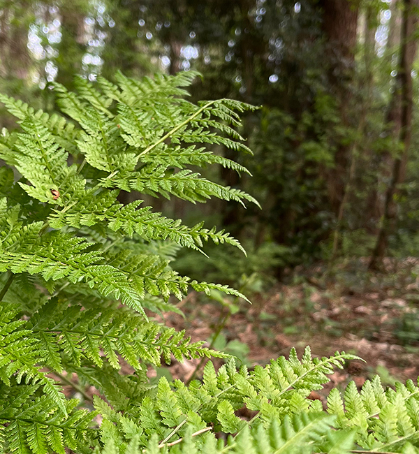 Natuurhuisje in het bos