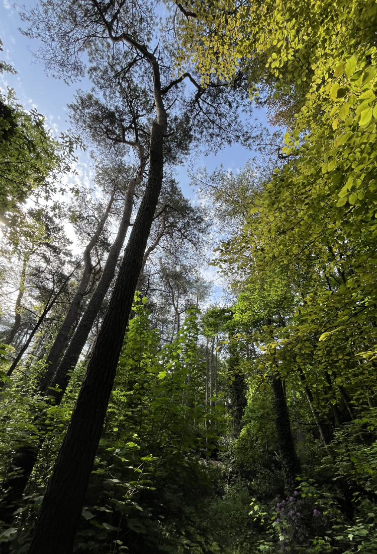Natuurhuisje in het bos